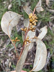 Eucalyptus major