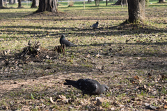 Columba livia domestica