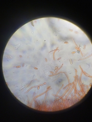 Dacrymyces variisporus