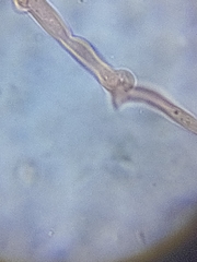 Dacrymyces variisporus