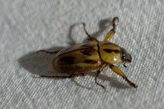 Cyclocephala stictica