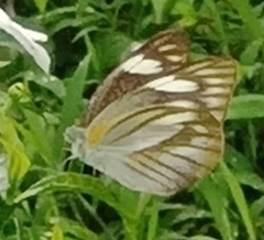 Appias libythea