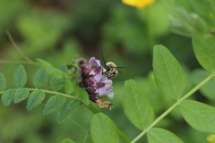 Eucera nigrescens