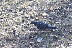 Columba livia domestica