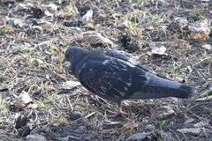 Columba livia domestica