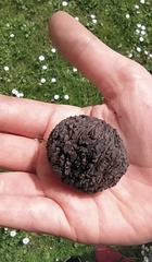 Juglans nigra