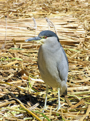 Nycticorax nycticorax