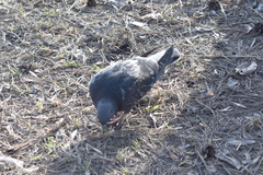 Columba livia domestica