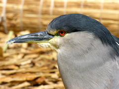 Nycticorax nycticorax