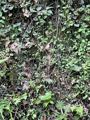 Pericampylus glaucus