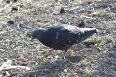 Columba livia domestica