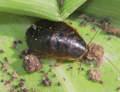 Poeciloblatta angusta