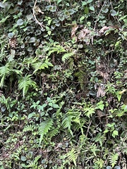 Pericampylus glaucus