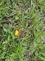 Taraxacum officinale
