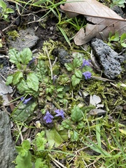 Ajuga decumbens