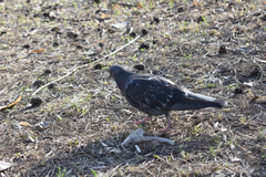 Columba livia domestica