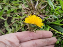 Taraxacum officinale