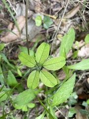 Akebia