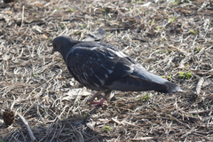 Columba livia domestica