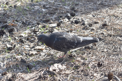 Columba livia domestica