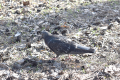 Columba livia domestica