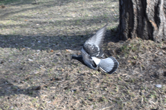 Columba livia domestica