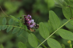 Eucera nigrescens