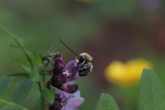 Eucera nigrescens