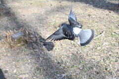 Columba livia domestica