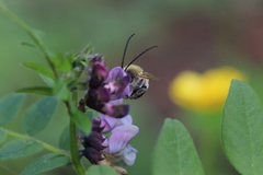 Eucera nigrescens