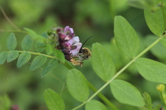 Eucera nigrescens