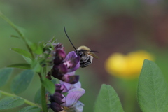 Eucera nigrescens