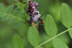 Eucera nigrescens