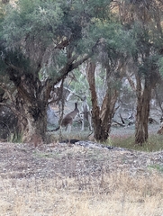 Macropus fuliginosus