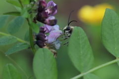 Eucera nigrescens