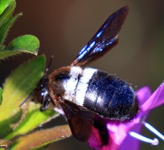 Xylocopa