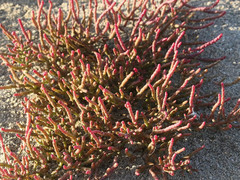 Salicornia meyeriana