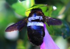 Xylocopa