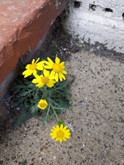 Senecio squalidus
