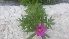 Portulaca pilosa