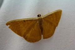Palyas micacearia
