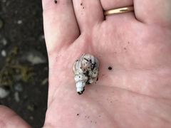 Muricidae