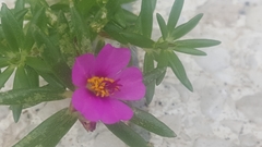Portulaca pilosa