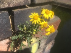 Senecio squalidus
