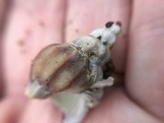 Balanidae