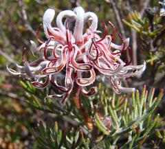 Serruria gremialis