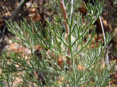 Serruria gremialis