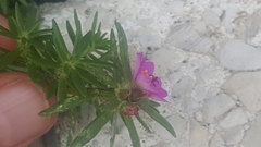 Portulaca pilosa