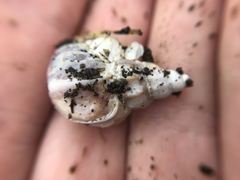 Muricidae