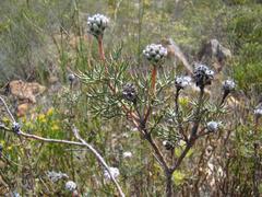 Serruria gremialis